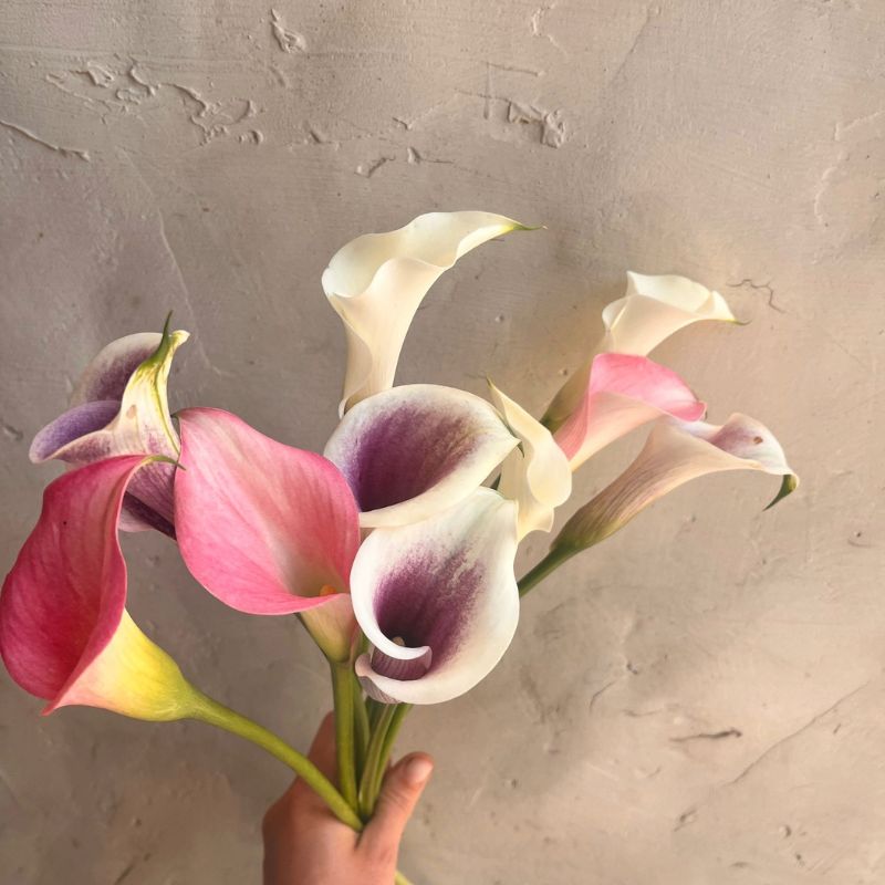 Pink and purple mini calla lilies grown in West Bend, Wisconsin